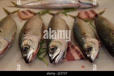 Pacific cavedano sgombro (Scomber japonicus) con pancetta e Rosmarino foglia pronto per essere cotto in owen Foto Stock