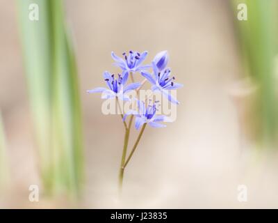 Fiore selvatico, Scilla bifolia Foto Stock