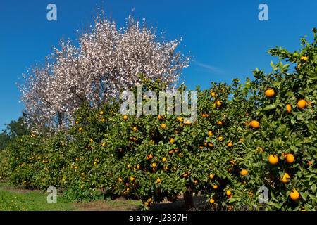 Il Portogallo, Algarve, arance sugli alberi in un frutteto con un mandorlo in fiore Foto Stock