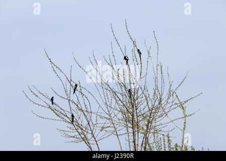 Un gregge di gazze appollaiato su un albero alto Foto Stock