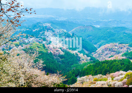 Fiore di Ciliegio sul monte yoshino in mattina a Nara, Giappone Foto Stock