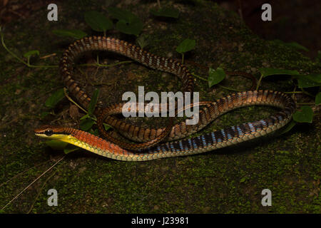 Kopstein bronzeback del serpente ad albero Foto Stock