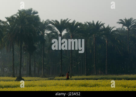 Data palme così come campo di senape in Jessore, Bangladesh. Foto Stock