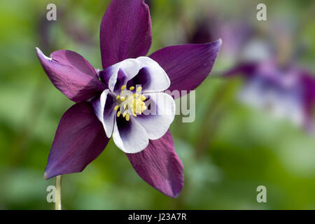 Close-up/immagine macro di un fiore di primavera, viola Aquilegia vulgaris fiore noto anche come una Colombina. Foto Stock