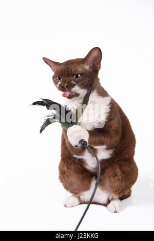 Divertente gatto di razza Devon Rex Foto Stock