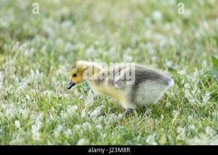 Canada Gosling (Branta canadensis) mangiare erba Foto Stock