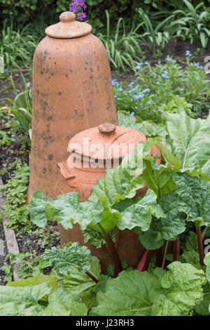 Il rabarbaro e una terracotta pots forzatore in un orto.UK Foto Stock