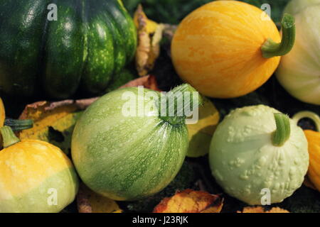 Decorativi piccoli autunnali zucche di sfondo - colori autunnali Foto Stock