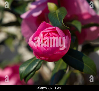 Deep pink germoglio di fiore di Camellia japonica Foto Stock