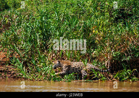 Jaguar a caccia di alligatori su Três Irmãos fiume. Questo è il più grande carnivoro in Sud America di Pantanal del Mato Grosso, Brasile Foto Stock