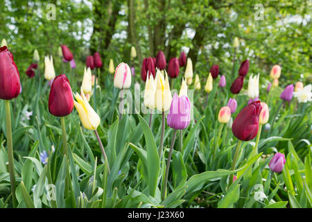 I tulipani in rosso porpora e giallo nella foresta in Olanda Foto Stock