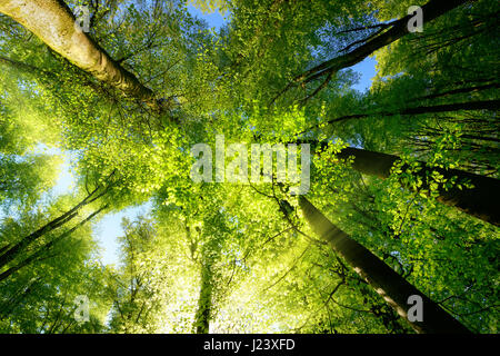 Raggi di sole cadere attraverso un albero canopy crea un atmosfera incantevole in un fresco verde della foresta Foto Stock