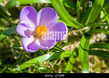 Un viola crocus (crocus tommasinianus) è blooming su un prato Foto Stock