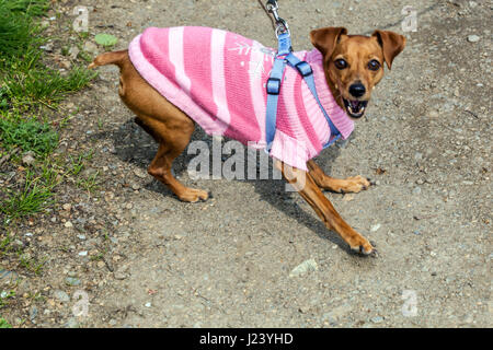 Un cane arrabbiato su un guinzaglio in un vestito rosa che abbaia Foto Stock