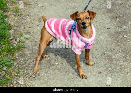 Un cane arrabbiato su un guinzaglio in un cane rosa vestito Foto Stock