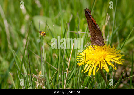 Fauna selvatica: Bee dive il bombardamento di una farfalla pavone bere il nettare da un dente di leone, Burley in Wharfedale, nello Yorkshire, Regno Unito Foto Stock