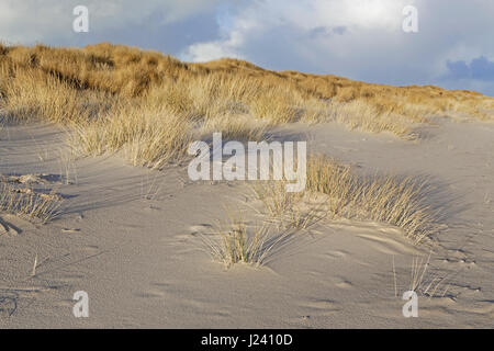 Dune di sabbia bianca con la spiaggia di erba a spiaggia occidentale di Sylt, Schleswig-Holstein, Germania Foto Stock