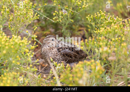 Sud Americana beccaccino sleeping Foto Stock