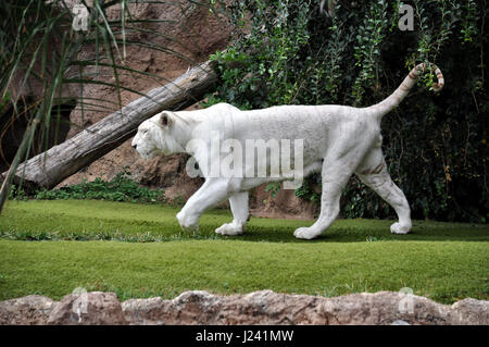 Tenerife, Spagna - Luglio 2, 2011: Bengala tigre bianca nel Loro Parque, Tenerife, Isole Canarie Foto Stock