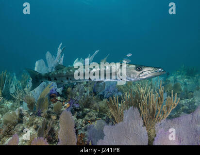Grande barracuda su una colorata barriera corallina. Foto Stock