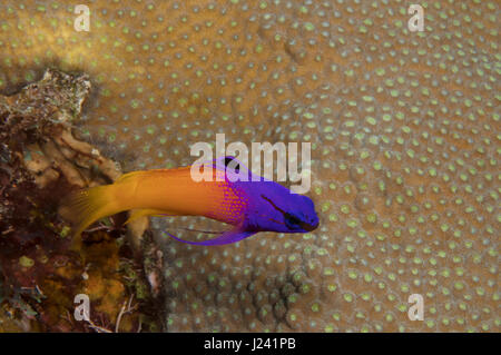 Fairy basslet vola in prossimità di una testa di corallo Foto Stock