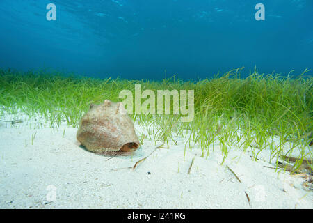 Conch sull oceano pavimento. Foto Stock