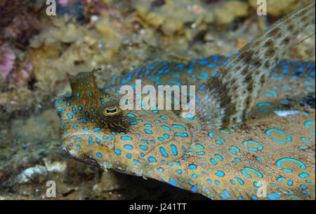 Vista dettagliata del Peacock passera pianuzza Foto Stock