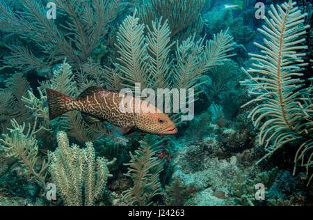 Tiger cernia sulla barriera corallina Foto Stock