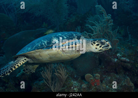 Tartaruga embricata nuota attraverso la barriera corallina. Foto Stock