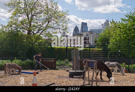 Lavoro di volontariato presso la città di Spitalfields Fattoria nella zona est di Londra,con vedute del settore bancario quartiere cittadino in background,l'Inghilterra,UK Foto Stock