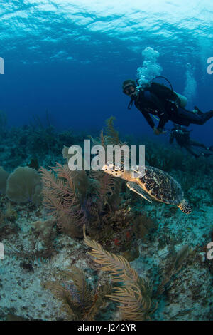 Subacquei osservare una tartaruga in Isole Cayman Foto Stock