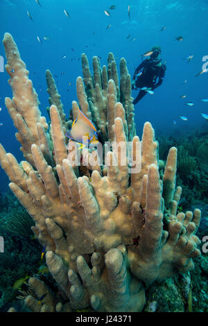 Scena sulla barriera corallina con scuba diver e pilastro di corallo. Foto Stock