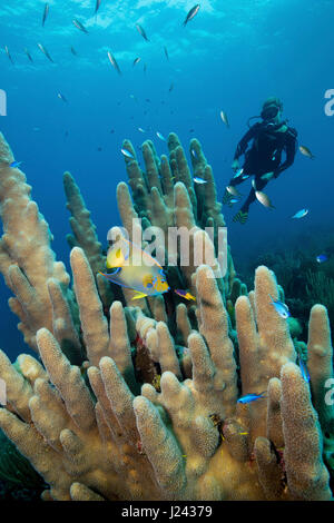 Scena sulla barriera corallina con scuba diver e pilastro di corallo. Foto Stock