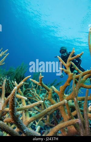 Scena sulla barriera corallina con subacqueo e la Staghorn coral Foto Stock