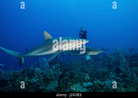 Subacqueo con Caribbean reef shark. Foto Stock