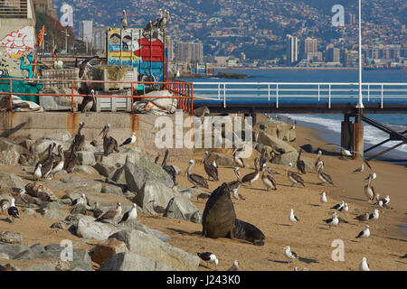 Sud Americana dei leoni di mare (Otaria flavescens), pellicani e gabbiani sulla spiaggia presso il mercato del pesce nel Patrimonio Mondiale Città Porto di Valparaiso, Cile. Foto Stock