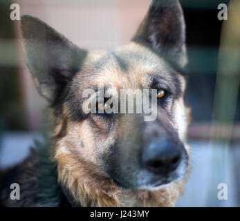 Ritratto di un pastore tedesco cane Foto Stock