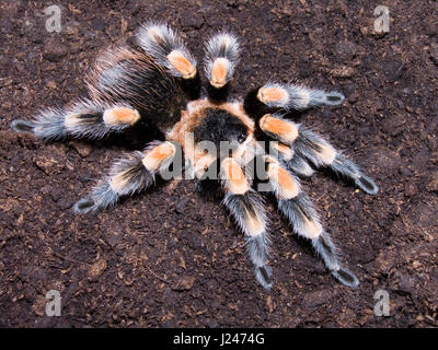 Rossa messicana Tarantula del ginocchio Foto Stock
