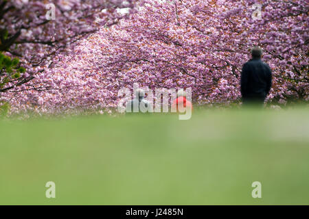 La gente a piedi giù per la prima striscia della morte in Lichterfelde con bellissime giapponese Cherry Blossoms come sfondo a Berlino, Germania, 24 aprile 2017. Il muro di Berlino è stato qui una volta. I locali potranno vedere il giapponese Cherry Blossom Festival 'Hanami 2017' il 30 aprile. Foto: Ralf Hirschberger/dpa-Zentralbild/ZB Foto Stock