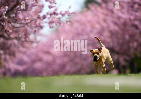 Un cane corre lungo la ex striscia della morte in Lichterfelde con bellissime giapponese Cherry Blossoms come sfondo a Berlino, Germania, 24 aprile 2017. Il muro di Berlino è stato qui una volta. I locali potranno vedere il giapponese Cherry Blossom Festival 'Hanami 2017' il 30 aprile. Foto: Ralf Hirschberger/dpa-Zentralbild/ZB Foto Stock
