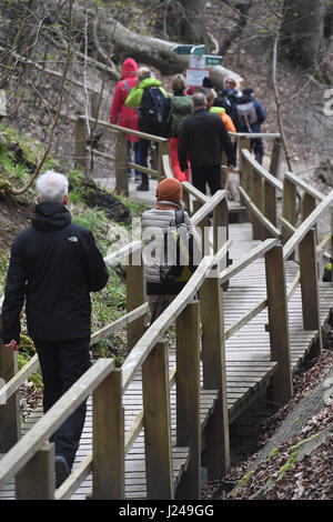 Ruegen, Germania. Xxi Aprile, 2017. I turisti a piedi lungo un percorso in Chalk scogliere sulla costa baltica vicino Sassnitz sull isola di Ruegen, Germania, 21 aprile 2017. L'amministrazione del parco nazionale ha messo in guardia i visitatori a non deviare da percorsi designati dopo un incidente fatale per il 22 aprile. Circa un milione e mezzo di visitatori sono disegnati per il parco ogni anno. Foto: Stefan Sauer/dpa-Zentralbild/dpa/Alamy Live News Foto Stock