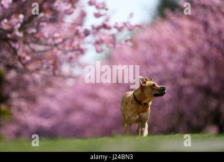 Berlino, Germania. 24 apr, 2017. Walkers passeggiata passato giapponese di fioritura dei ciliegi piantati lungo un tratto del percorso del Muro di Berlino a Berlino, Germania, 24 aprile 2017. Il Japanese Cherry Blossom Festival noto come Hanami sarà celebrata qui il 30 aprile. Foto: Ralf Hirschberger/dpa-Zentralbild/dpa/Alamy Live News Foto Stock