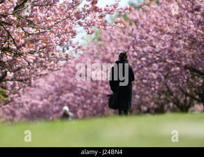 Berlino, Germania. 24 apr, 2017. Walkers passeggiata passato giapponese di fioritura dei ciliegi piantati lungo un tratto del percorso del Muro di Berlino a Berlino, Germania, 24 aprile 2017. Il Japanese Cherry Blossom Festival noto come Hanami sarà celebrata qui il 30 aprile. Foto: Ralf Hirschberger/dpa-Zentralbild/dpa/Alamy Live News Foto Stock