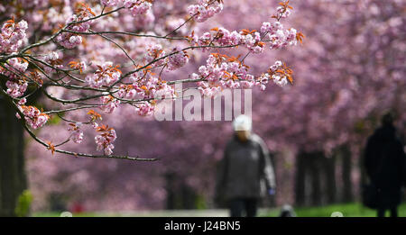 Berlino, Germania. 24 apr, 2017. Walkers passeggiata passato giapponese di fioritura dei ciliegi piantati lungo un tratto del percorso del Muro di Berlino a Berlino, Germania, 24 aprile 2017. Il Japanese Cherry Blossom Festival noto come Hanami sarà celebrata qui il 30 aprile. Foto: Ralf Hirschberger/dpa-Zentralbild/dpa/Alamy Live News Foto Stock