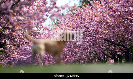 Berlino, Germania. 24 apr, 2017. Walkers passeggiata passato giapponese di fioritura dei ciliegi piantati lungo un tratto del percorso del Muro di Berlino a Berlino, Germania, 24 aprile 2017. Il Japanese Cherry Blossom Festival noto come Hanami sarà celebrata qui il 30 aprile. Foto: Ralf Hirschberger/dpa-Zentralbild/dpa/Alamy Live News Foto Stock
