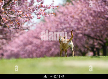 Berlino, Germania. 24 apr, 2017. Walkers passeggiata passato giapponese di fioritura dei ciliegi piantati lungo un tratto del percorso del Muro di Berlino a Berlino, Germania, 24 aprile 2017. Il Japanese Cherry Blossom Festival noto come Hanami sarà celebrata qui il 30 aprile. Foto: Ralf Hirschberger/dpa-Zentralbild/dpa/Alamy Live News Foto Stock