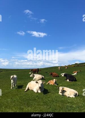 Punto larghi, Devon, Regno Unito. Xxv Aprile 2017. Le magie di sole al punto larghi vicino Croyde come le mucche locali stessi sun. Credito: DTNews/Alamy Live Foto Stock