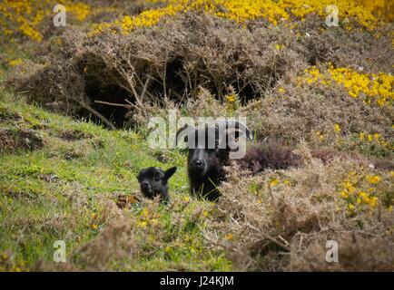 Punto larghi, Devon, Regno Unito. Xxv Aprile 2017. Le magie di sole al punto larghi vicino Croyde come pecora nera di rilassarsi al sole. Credito: DTNews/Alamy Live Foto Stock