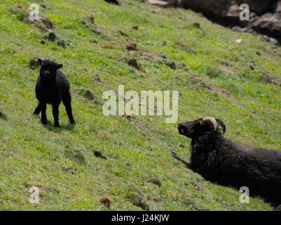 Punto larghi, Devon, Regno Unito. Xxv Aprile 2017. Le magie di sole al punto larghi vicino Croyde come pecora nera di rilassarsi al sole. Credito: DTNews/Alamy Live Foto Stock