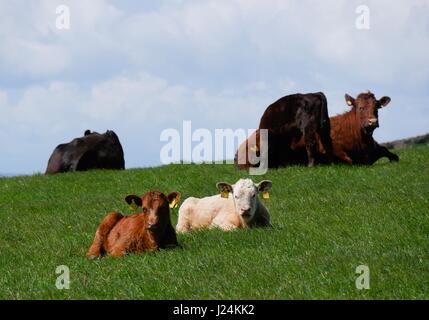 Punto larghi, Devon, Regno Unito. Xxv Aprile 2017. Le magie di sole al punto larghi vicino Croyde come le mucche locali stessi sun. Credito: DTNews/Alamy Live Foto Stock